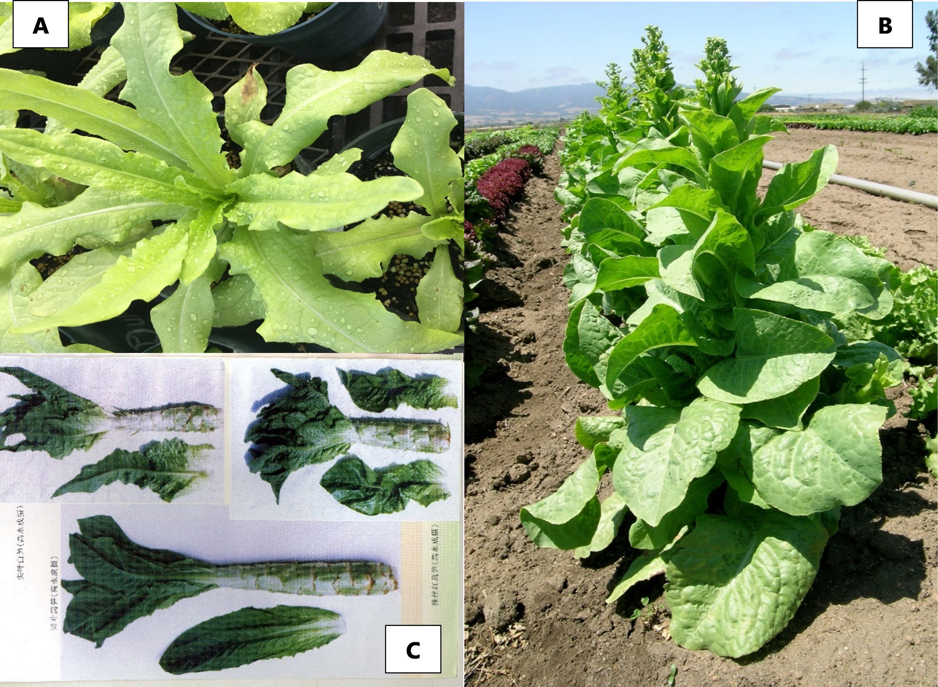 (A) Picture of young stem lettuce cultivar ‘Year Round You Mai’ (Plant Introduction PI 665219) currently deposited at the UF/IFAS lettuce breeding germplasm bank. (B) An adult plant of stem lettuce cultivar ‘Da Ye Wo Sun’ (PI 667840) grown in the Salinas Valley of California. (C) Harvested stem lettuce as it is used in the Asian cuisine; the edible parts are the stem in contrast to other lettuce types.