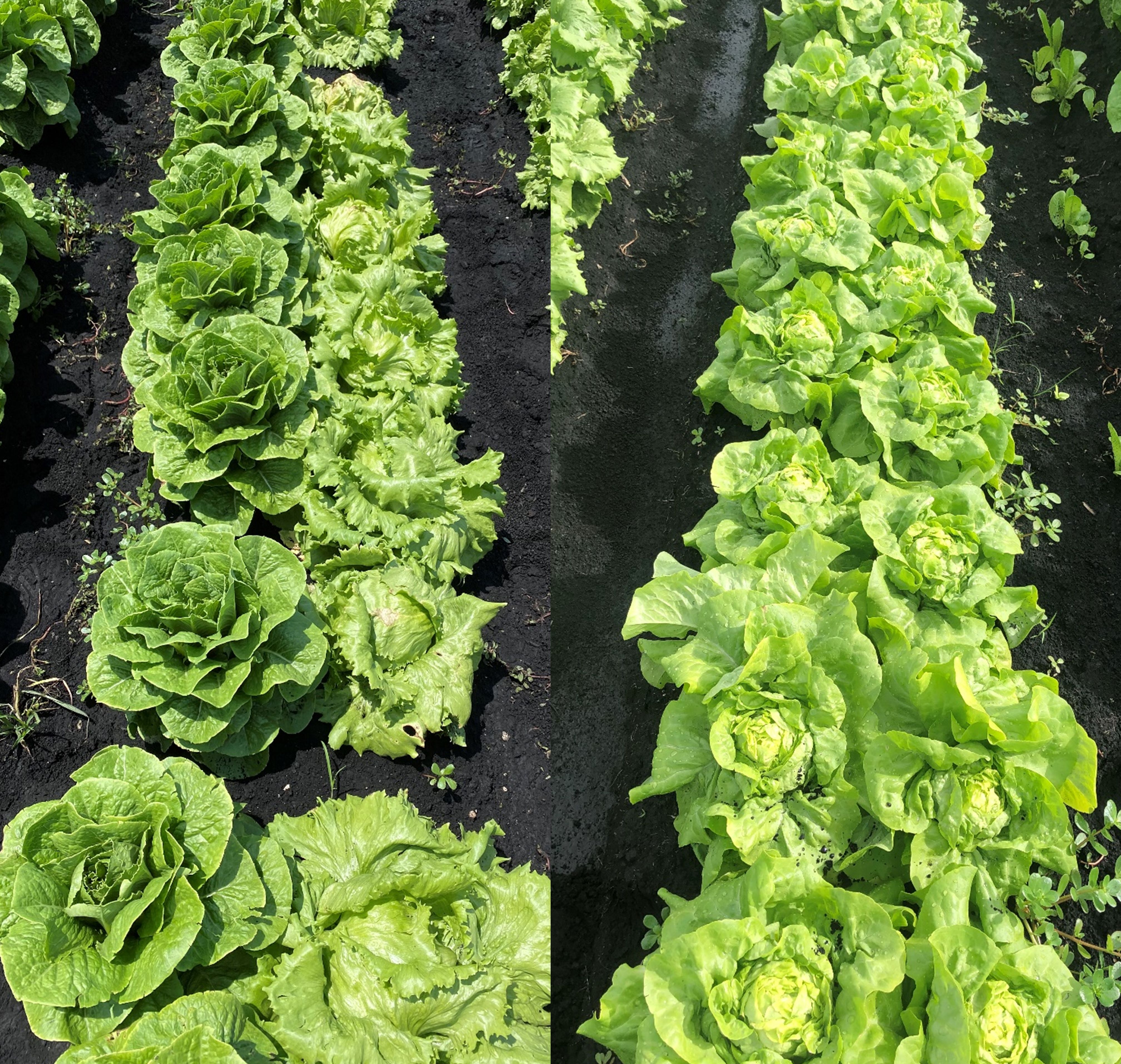 Romaine/iceberg (left) and Boston (right) lettuce planted in the rich muck land at the EAA south of Lake Okeechobee in Florida.