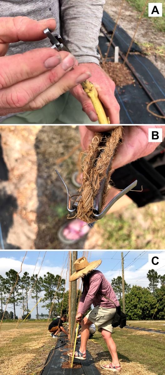 The process to insert twines in the ground: (A) insert a W clip into the groove on the tip of the W clip applicator, (B) pinch the twine in-between the two bottom points of the “W,” and (C) insert the twine into the ground by stepping on the footpeg of the W clip applicator.