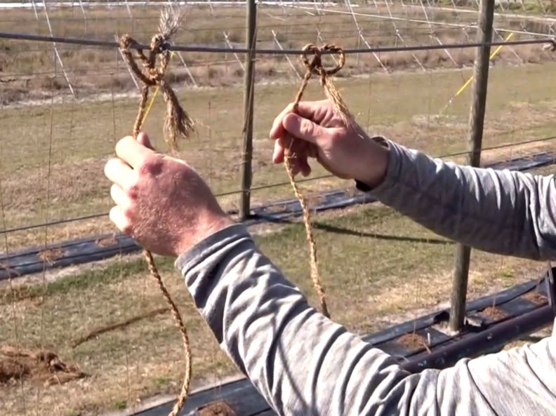 Coir twines tied to a trellis cable using a cow hitch knot.