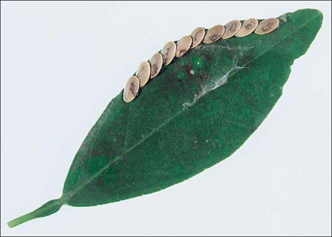 Figure 4. Eggs of broadwinged katydid.