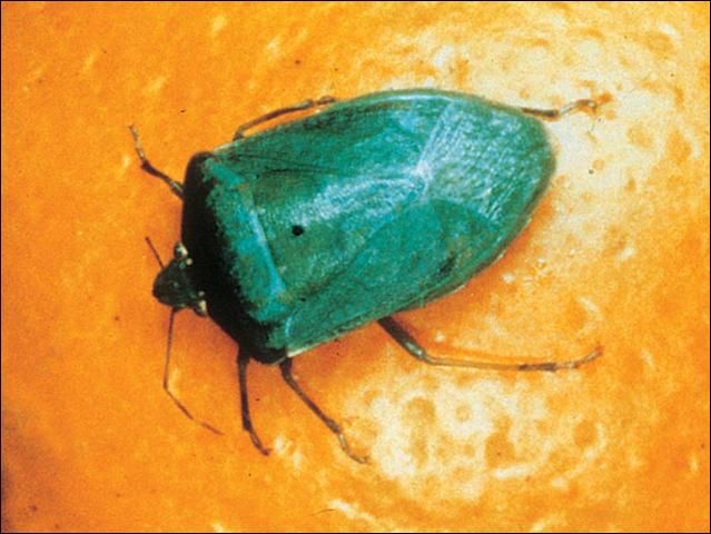 Figure 8. Southern green stinkbug.