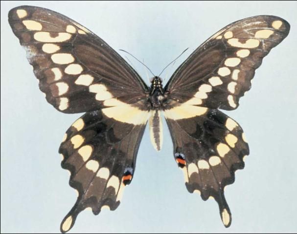 Figure 10. Swallowtail butterfly.