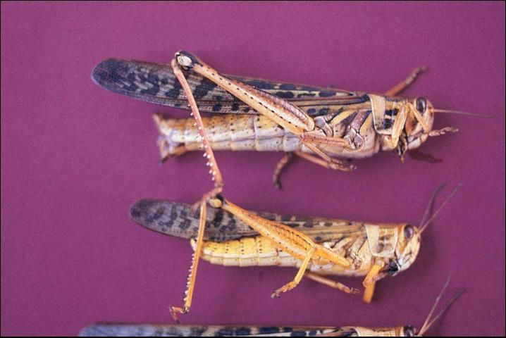 Figure 2. American grasshopper.