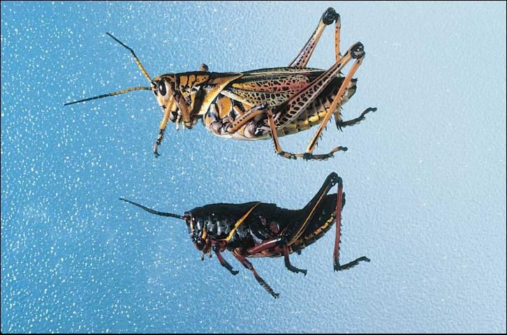 Figure 1. Eastern lubber grasshopper; adult above, nymphal stage below.