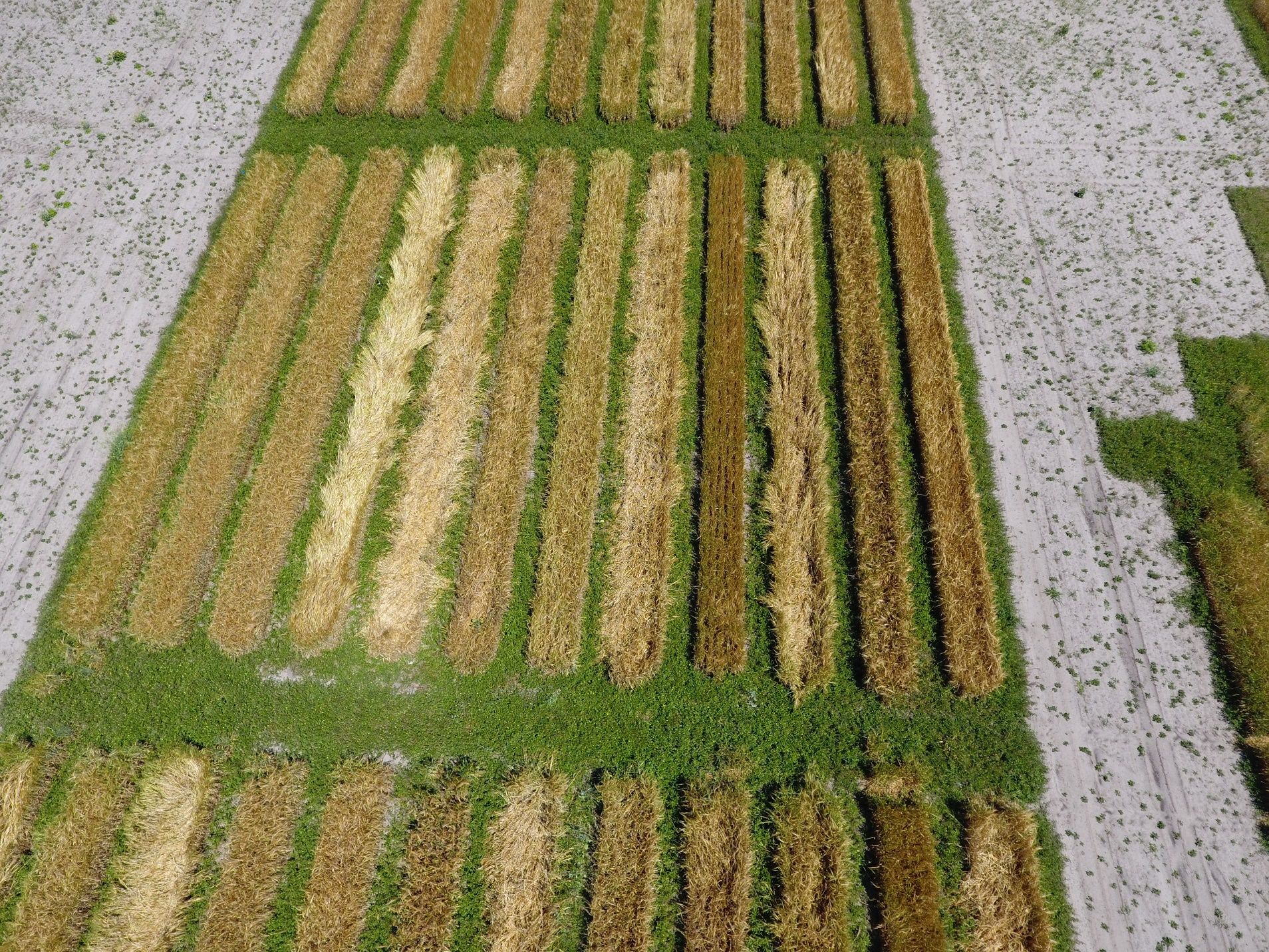 Aerial view of mature barley plots with stem breakage present after 60+ mph wind gusts on 31 March 2020, Live Oak, FL. 