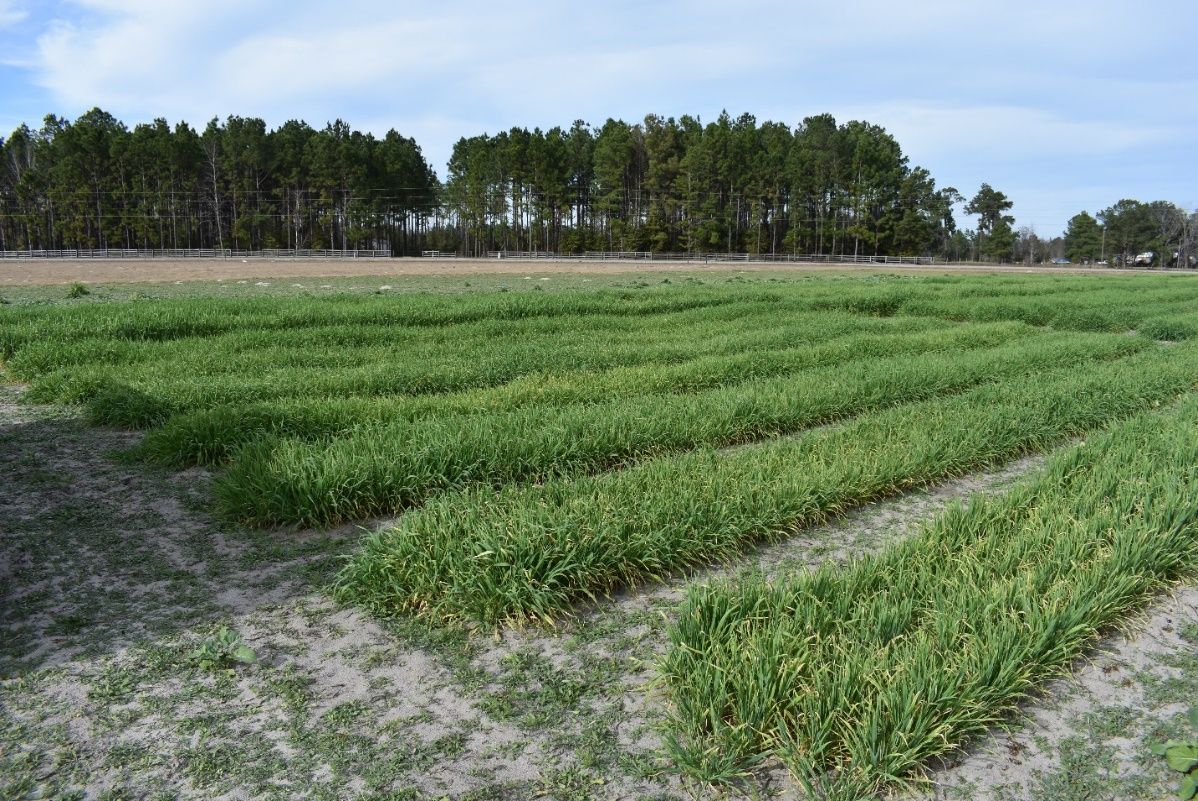 Plot view of crop variability (e.g., variation in plant height) caused by previous crop of peanut planted at approximately 45° to barley plots. Photograph taken 4 February 2020, Live Oak, FL. 