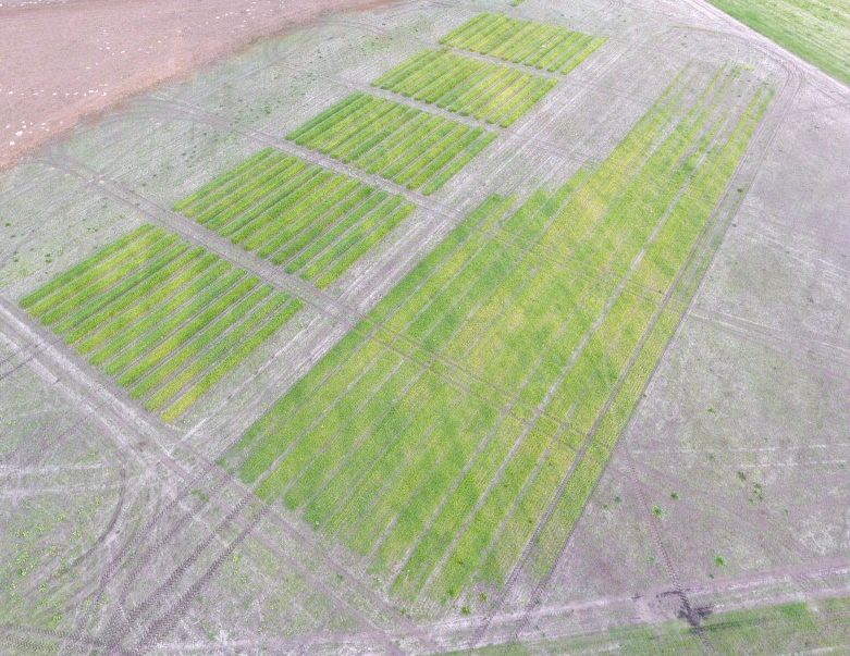 Aerial view of barley plots showing crop variability caused by previous crop of peanut planted at approximately 45° to barley plots. Photograph taken 17 January 2020, Live Oak, FL. 