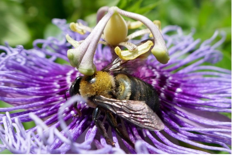 Xylocopa virginica (abeja carpintera oriental) cubierta de polen sobre flor de maracuyá (P. incarnata). 