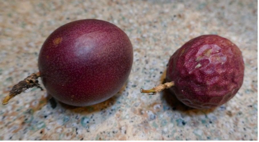 Fruto del maracuyá ‘Zarigüeya Púrpura’ (‘Possum Purple’). El característico fruto arrugado se muestra a la derecha. 
