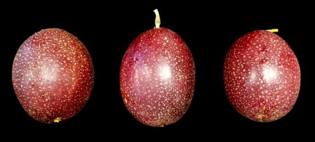 Fruto del maracuyá ‘Rojo Panamá’ (‘Panama Red’). 