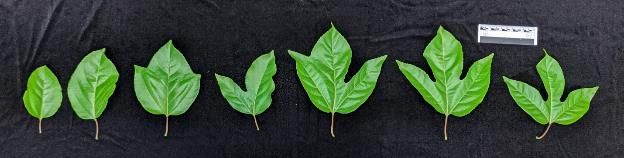 Heteroblastía de hojas en P. edulis desde plantas jóvenes a maduras. La transición de hojas jóvenes y de un solo lóbulo, a la izquierda, a hojas maduras con tres lóbulos, a la derecha. 