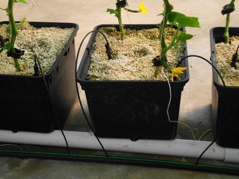 Bato Bucket recirculating system that can be adapted to grow lettuce.