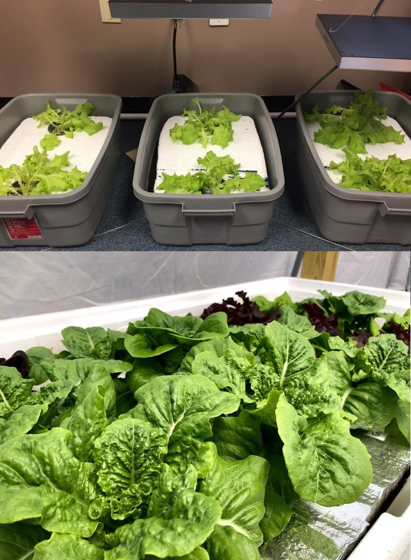 Two small rafting systems to produce lettuce in hydroponics.