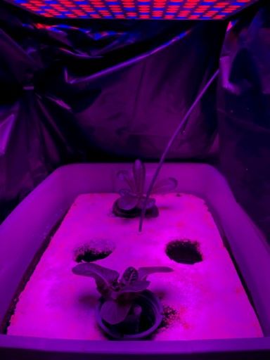 Lettuce grown under LED lights.