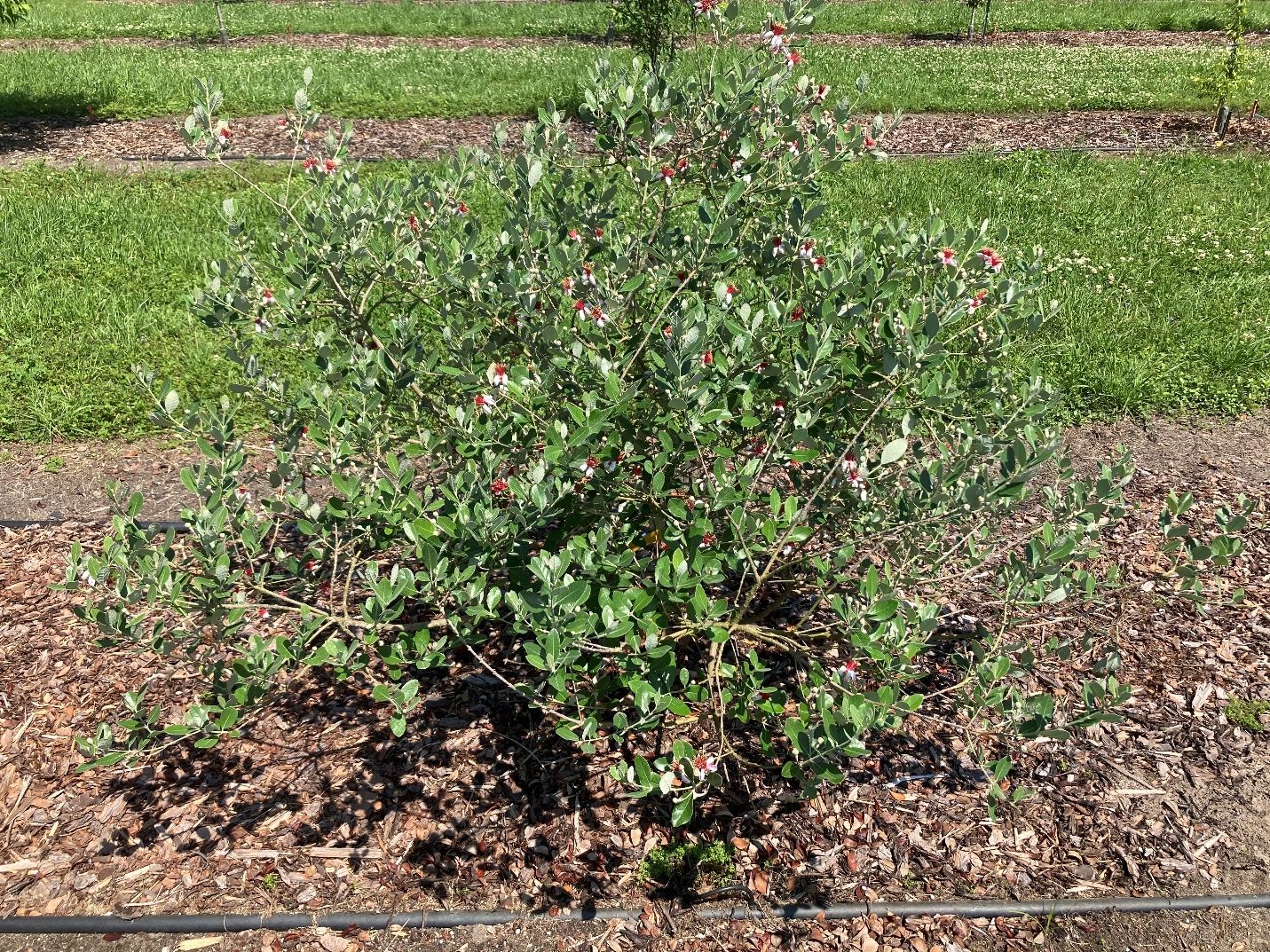 Two-year-old feijoa grown in Florida. 