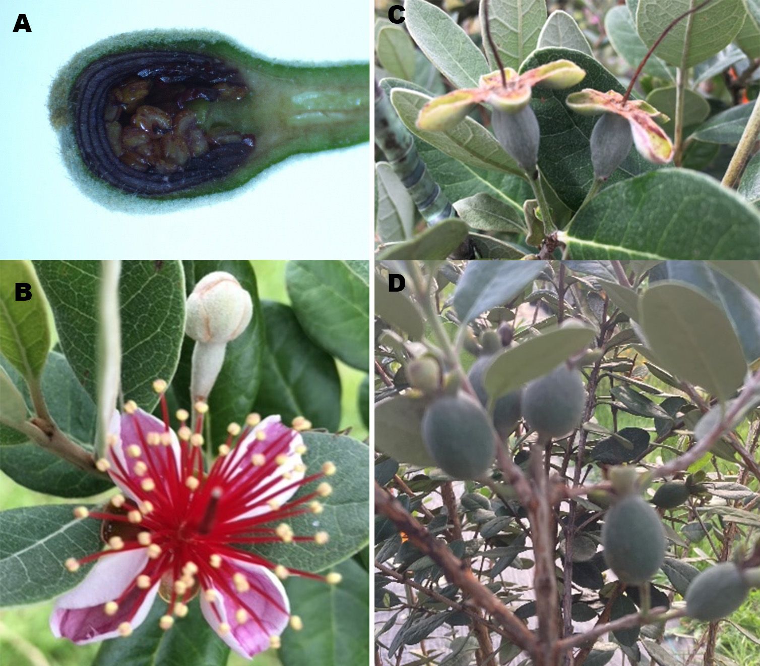 Feijoa bud, flowers, and fruit. (A) Developing feijoa flower bud (mid-March; microscopic photo). (B) Feijoa flowers are showy, fragrant, and taste like strawberry and pineapple (mid-April). (C) Feijoa fruits begin developing shortly after flower senescence (mid-May). (D) Developing feijoa fruits growing in clusters (mid-June). 
