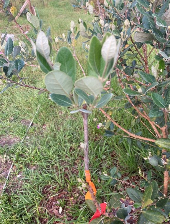 Feijoa varieties may be propagated by grafting to established landscape feijoa plants. Here ‘Rannaya’ is grafted using a cleft graft. 