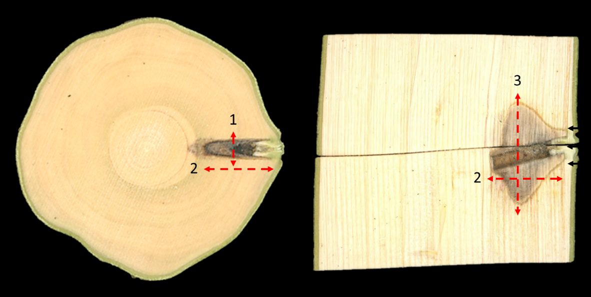 Cross section (left) and longitudinal (right) section of a tree injected with water. The wound caused by the injection is more effectively contained in the tangential (1) and radial (2) direction than in the vertical direction (3). Note the healthy tissue produced during the next growing season covering the wound site (black arrows). 