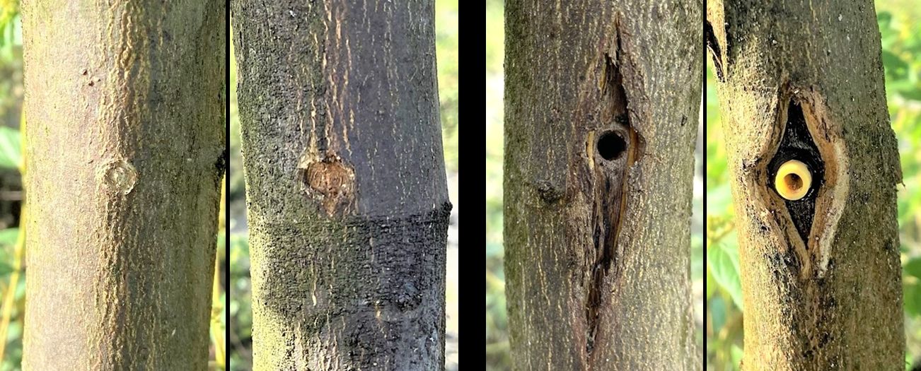Wounds induced by low-pressure injection generally heal well and close completely (left). Wounds induced by injection of some materials (here oxytetracycline) and by high-pressure injection may not close and often result in extensive bark cracking (right). 