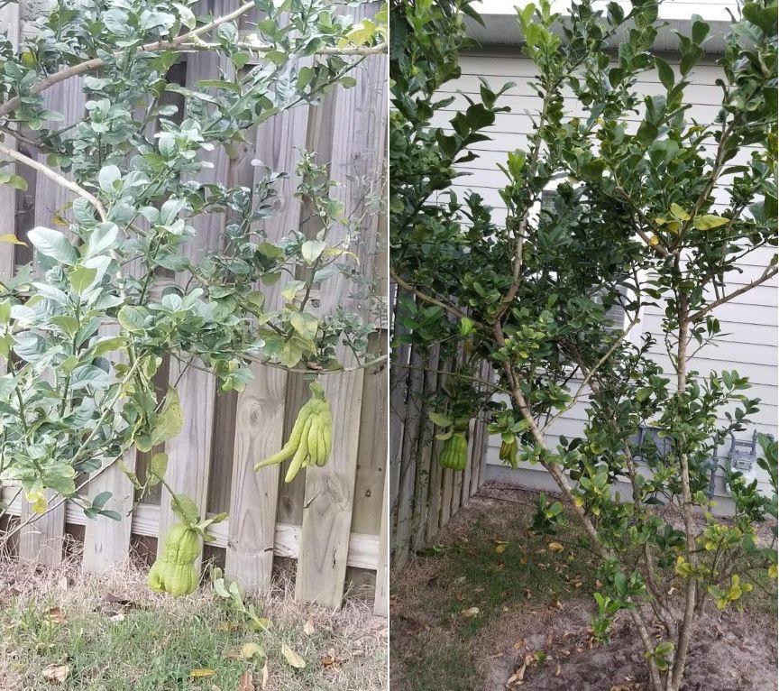 Fingered citron shrubs and trees grown in Gainesville, FL. 