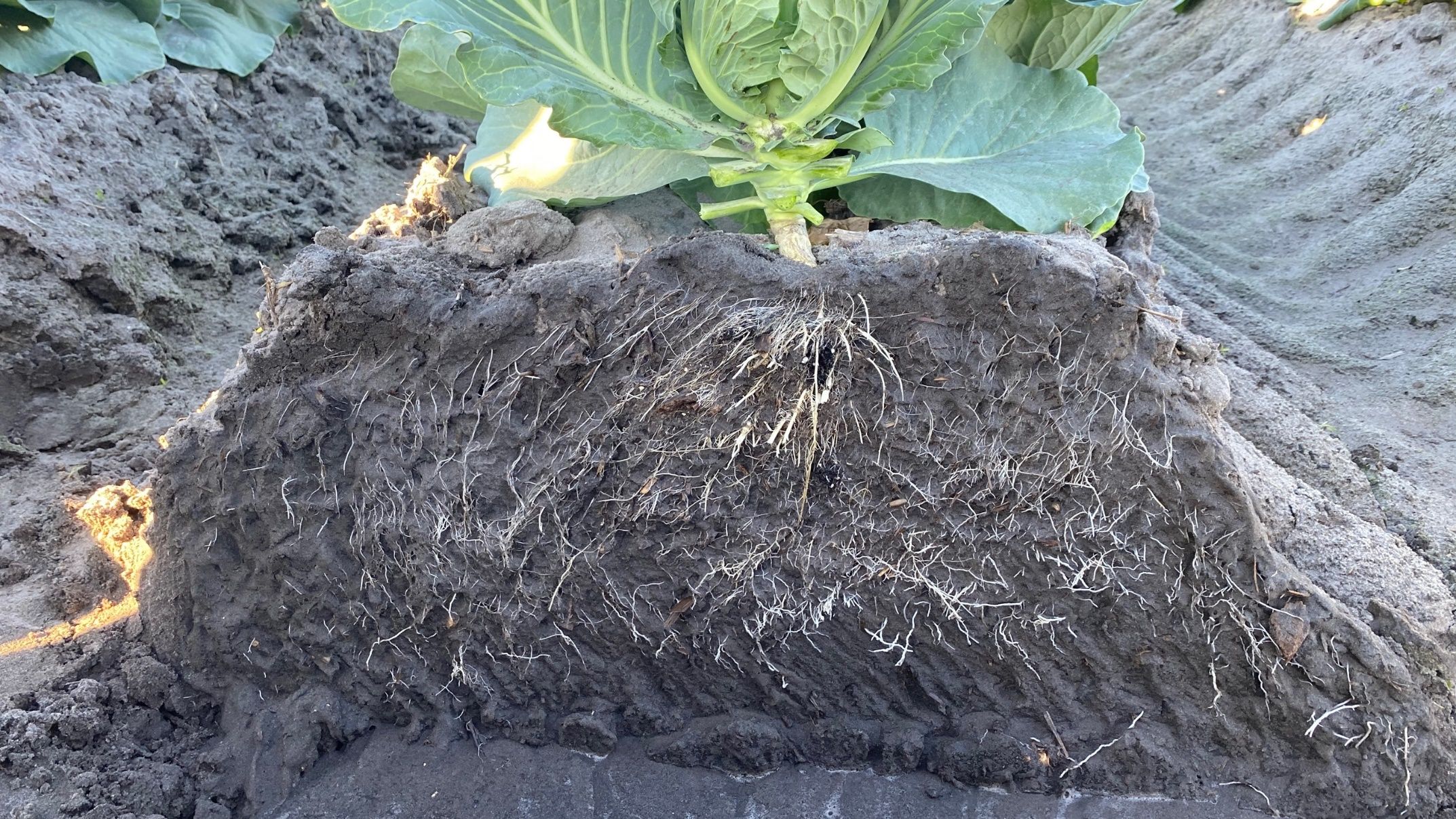 Root distribution of cabbage cultivated on bare ground (40-inch row spacing with in-row plant spacing of 8 inches, 19,600 plants/acre). Placement of fertilizer should target areas with high concentration of roots, avoiding broadcast application of fertilizer. 