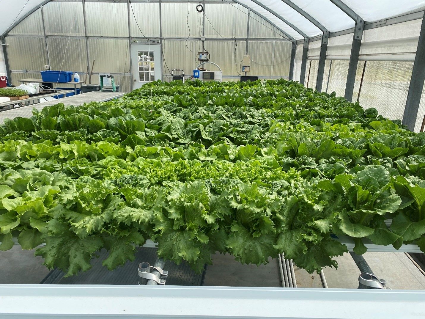 Lechuga cultivada en un sistema hidropónico semi-comercial (Tipo Nutrient Film Technique – NFT) en North Florida Research and Education Center, Live Oak, FL., Condado de Suwannee.