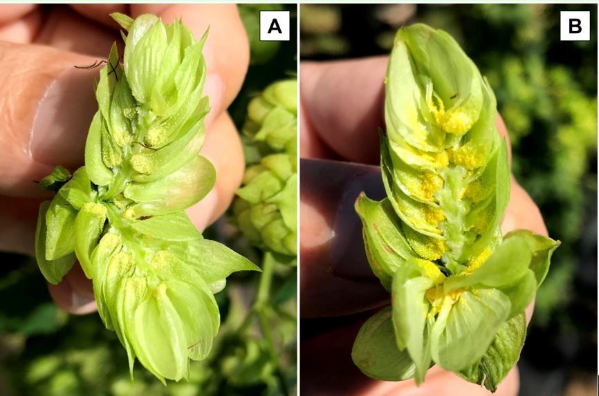 Lupulin glands in immature (A) and ripe cones (B) of ‘Cascade’ hops grown at the UF/IFAS GCREC. 