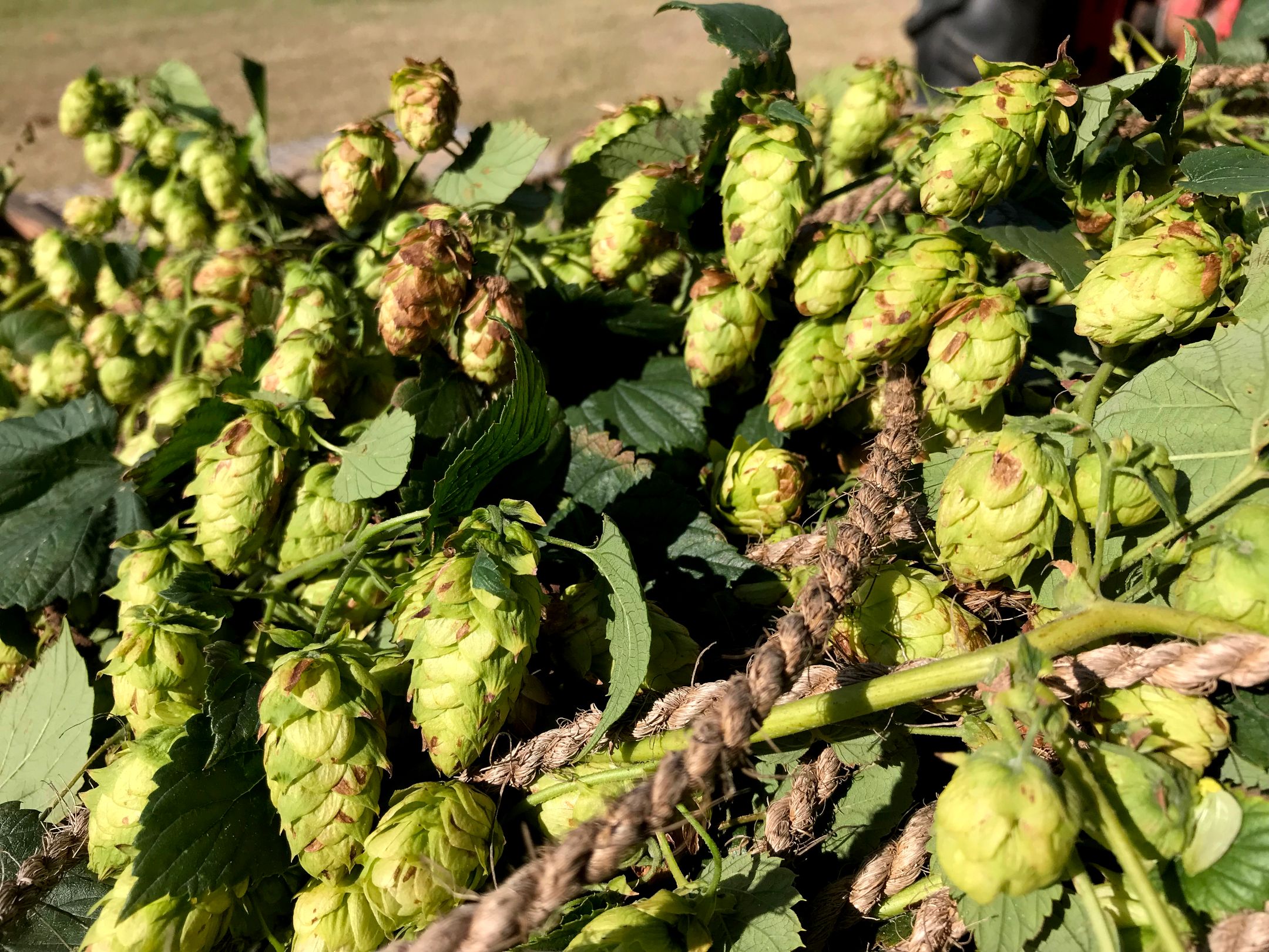 Ripe cones of ‘Cascade’ hops grown at the UF/IFAS GCREC. 