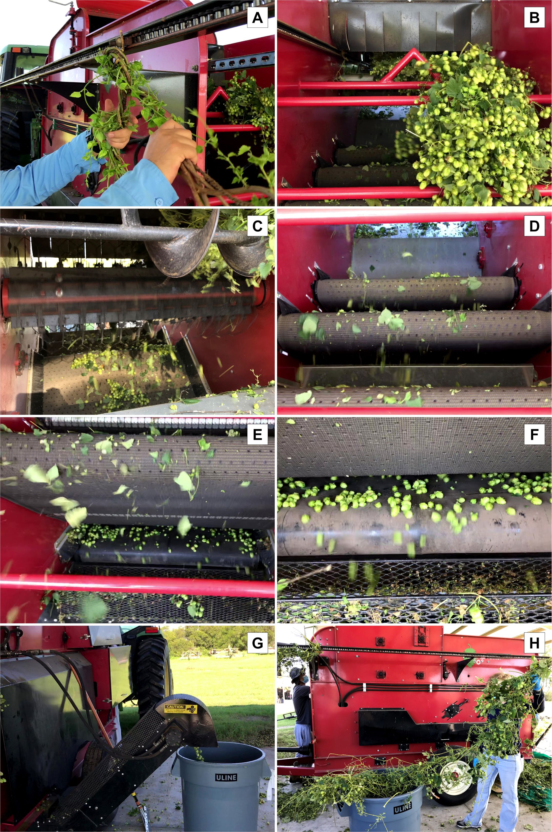 The procedure to separate cones from bines using a mechanical harvester (Hopster 5P). 