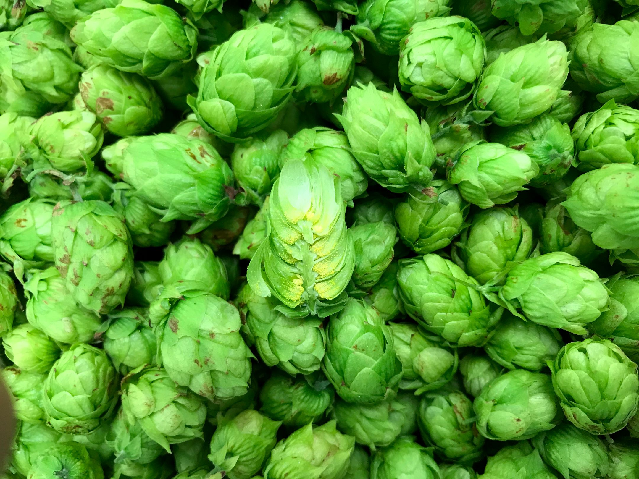 Ripe hop cones. Hop cones produce small yellow substances called lupulin glands at the base of bracts. 