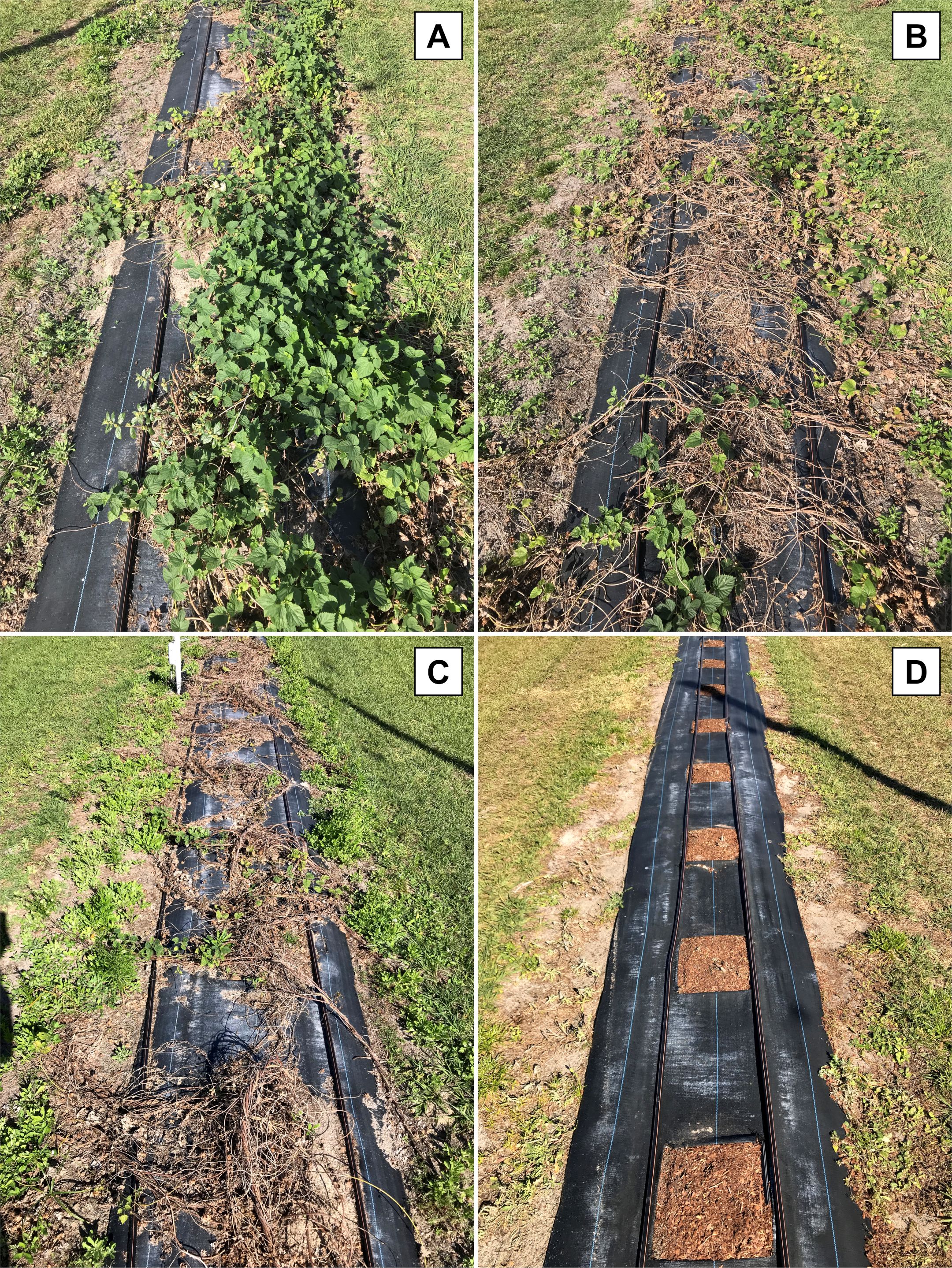 Senescence of 'Cascade' bines in the UF/IFAS GCREC hopyard after the fall harvest: A) unsenesced bines with green leaves (late November), B) senescing bines (late December), C) fully senescent bines (mid-January), and D) cleaned hills after pruning (early February). 