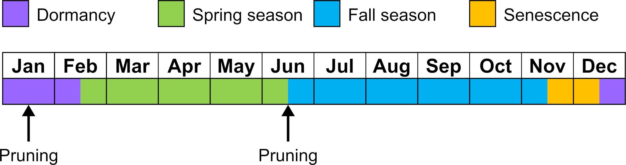 Phenology and pruning timing for hops grown in Florida. 
