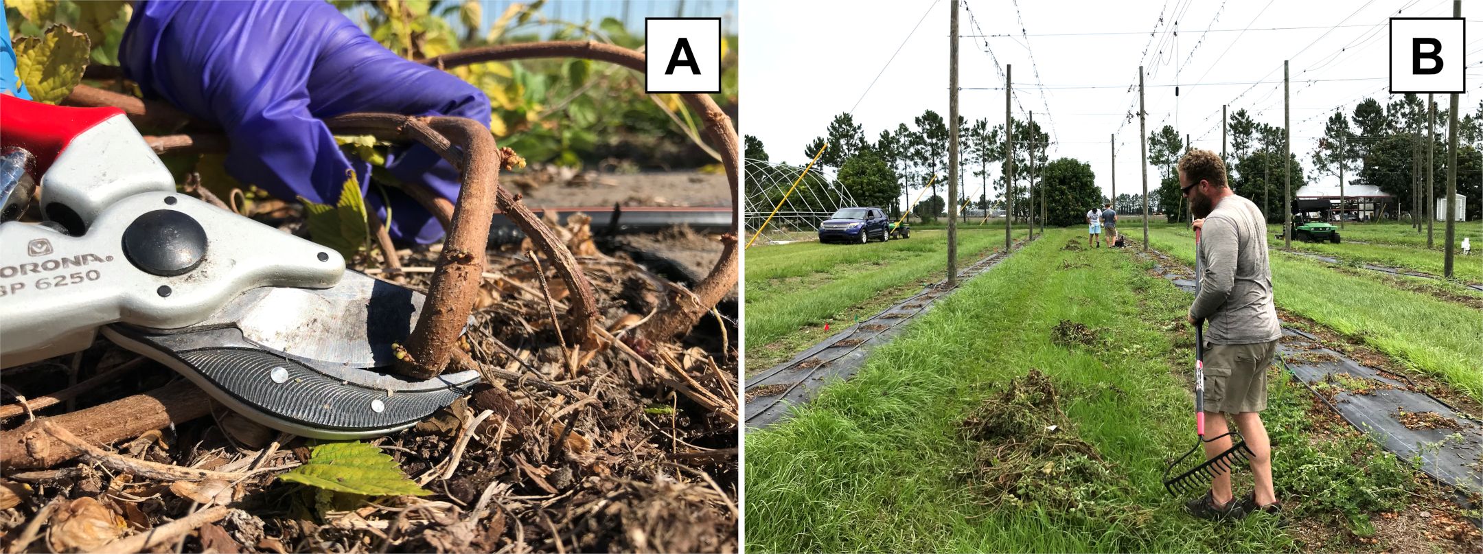 Pruning of hop bines using a hand pruner (A) and cleanup of debris after pruning (B) in the UF/IFAS GCREC hopyard. 