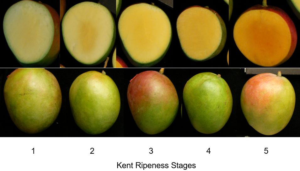 Internal flesh color development (1 to 5 scale) for Kent mango. 