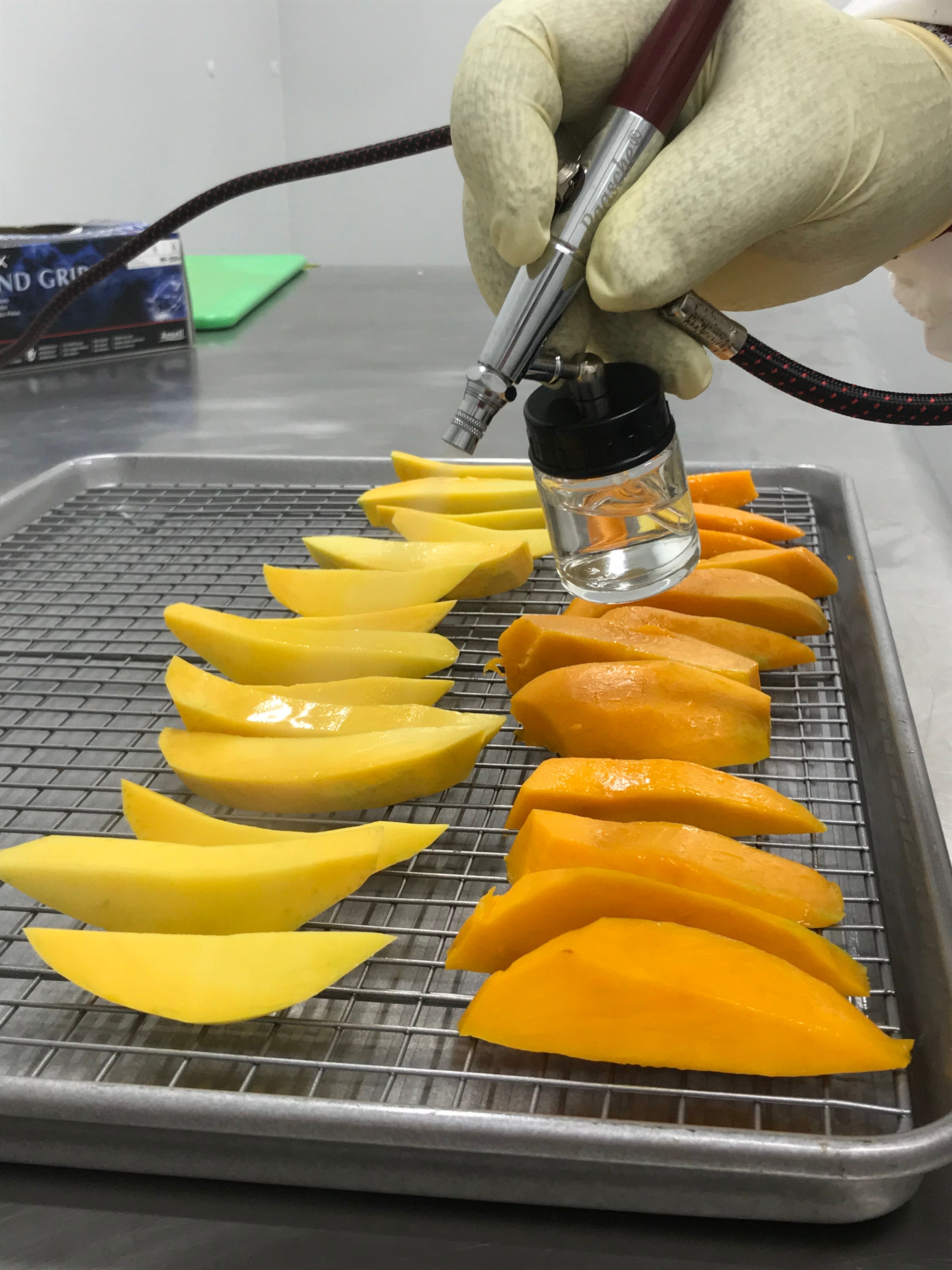An airbrush being used in a lab experiment to spray fresh-cut mango slices with an anti-browning solution. 