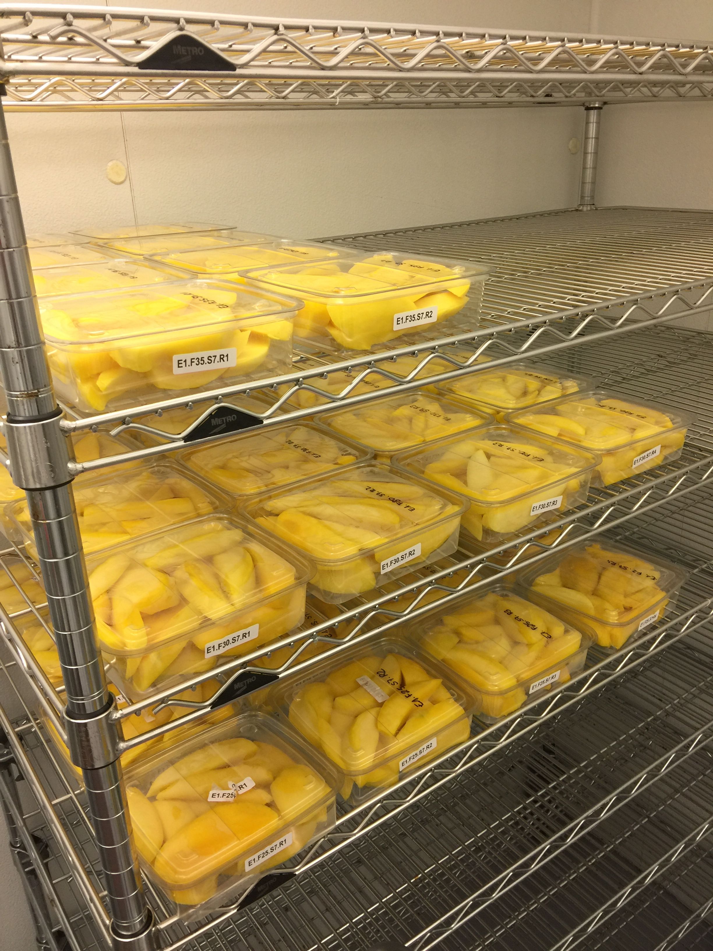 Quality-control samples retained from shipped lots of fresh-cut mangos. 