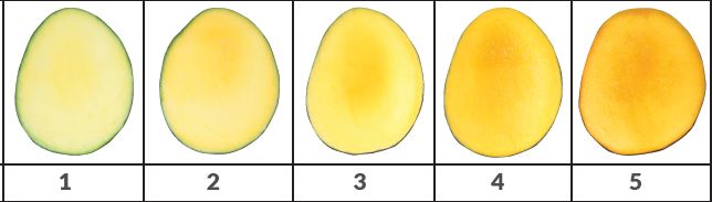 Internal flesh color development (1 to 5 scale; left to right) for Kent mango. 