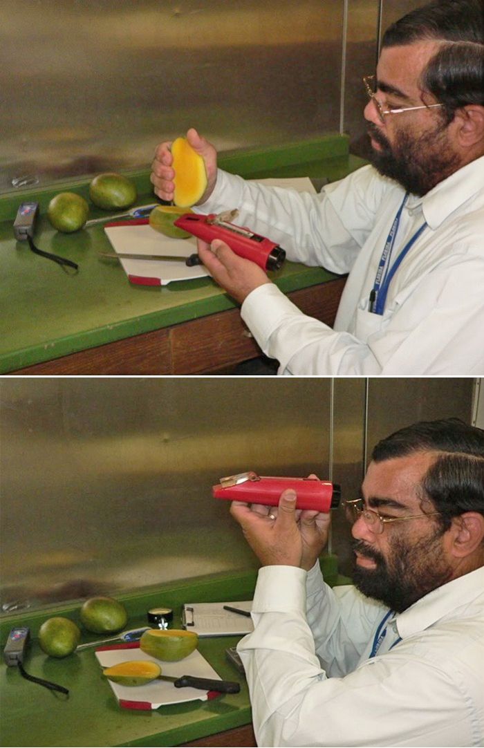 Measuring mango fruit SSC with a refractometer. 