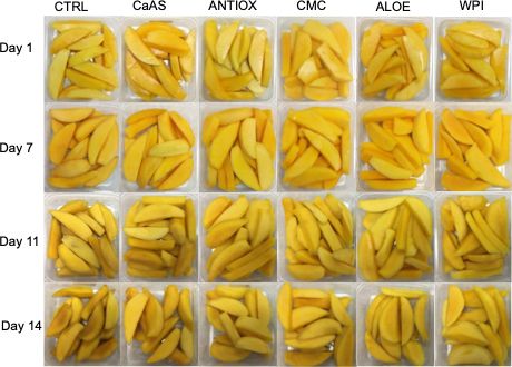 Tommy Atkins mango slices after application of coatings and storage for up to 14 days at 5°C (41°F) (CTRL = control; CaAS = calcium ascorbate; ANTIOX = antibrowning mix; CMC = carboxymethylcellulose + ANTIOX; ALOE = aloe + ANTIOX; WPI = whey protein isolate + ANTIOX). 