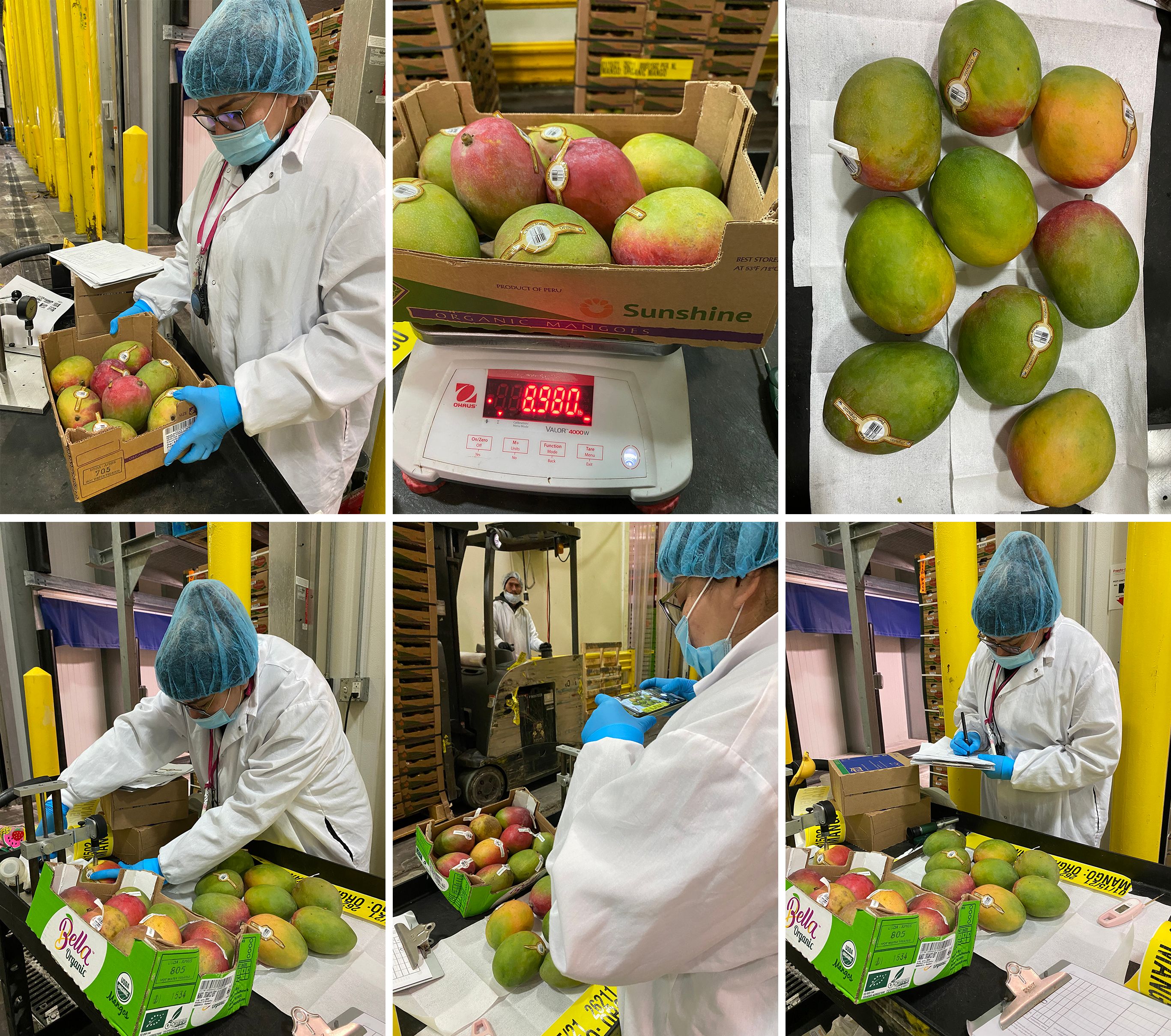 Mangos being inspected upon arrival at a processor facility. 