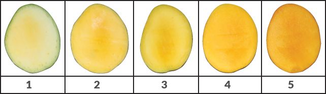Internal flesh color development (1 to 5 scale; left to right) for Haden mango. 