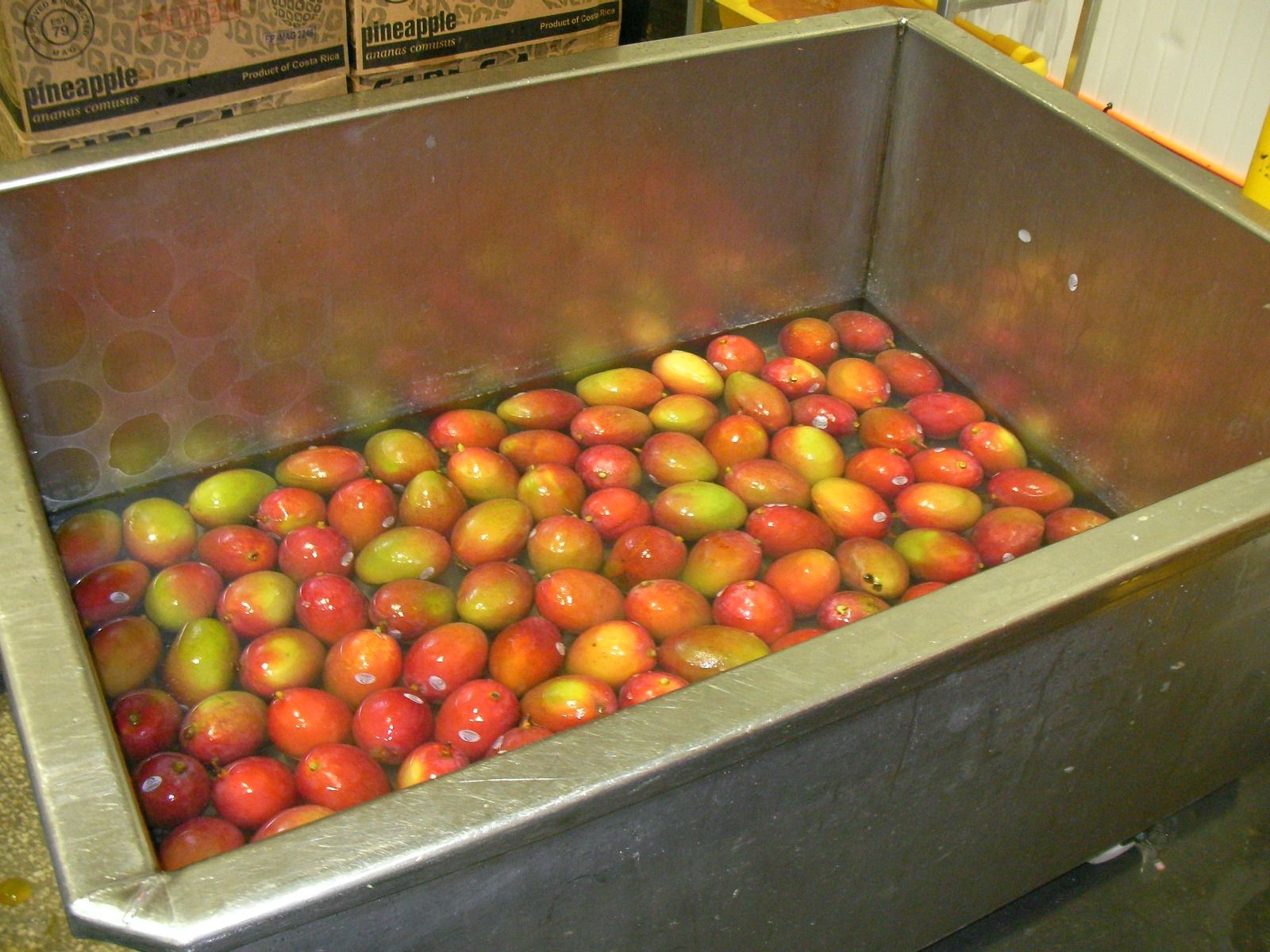 Mangos being washed with disinfecting solution. 