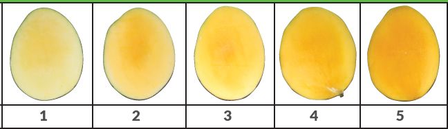 Internal flesh color development (1 to 5 scale; left to right) for Keitt mango. 