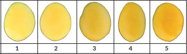 Internal flesh color development (1 to 5 scale; left to right) for Tommy Atkins mango.