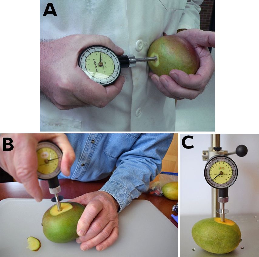 Different methods for measuring mango flesh firmness with a penetrometer (5/16 inch/8 mm tip). For uniform measurements, it is important for the fruit to be firmly supported while the probe is being pressed into the flesh—either against your hip as shown in (A) or for better results, on a table or countertop (B). Mounting the penetrometer on a drill press (C) further reduces variability among measurements. 
