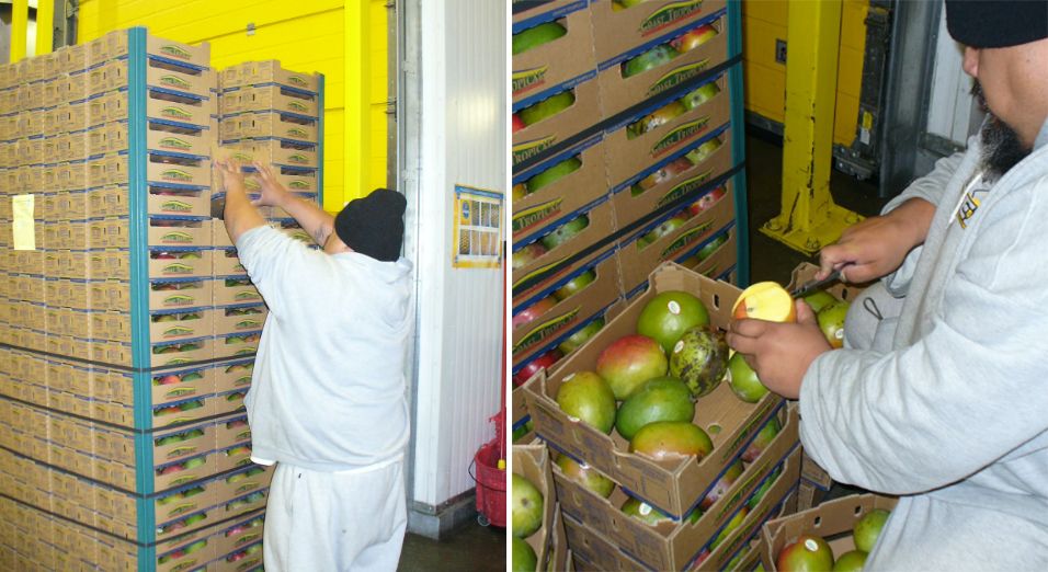 A QC check being performed on mangos upon arrival at the processing facility prior to accepting the load. In the picture on the right, mangos showing defects are being identified to determine the incidence of the disorders. 