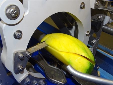A machine being used to pit or de-cheek mangos after peeling. 
