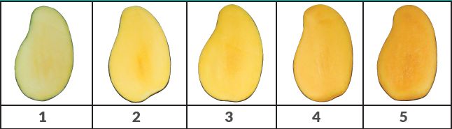 Internal flesh color development (1 to 5 scale; left to right) for Honey (Ataulfo) mango