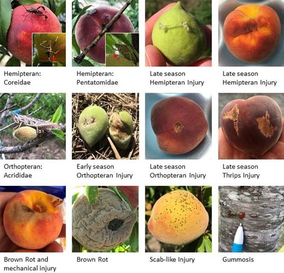 Photographs of hemipteran pests, orthopteran pests, and fruit/trunk injury caused by arthropod pests, fungal diseases, and mechanical means taken at a central Florida organic peach orchard in 2018 and 2019. Red arrows indicate the location of hemipteran mouthparts.